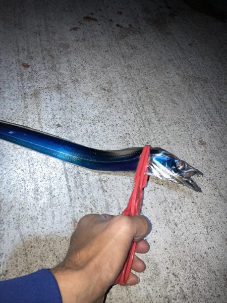 仕事帰りにタチウオ