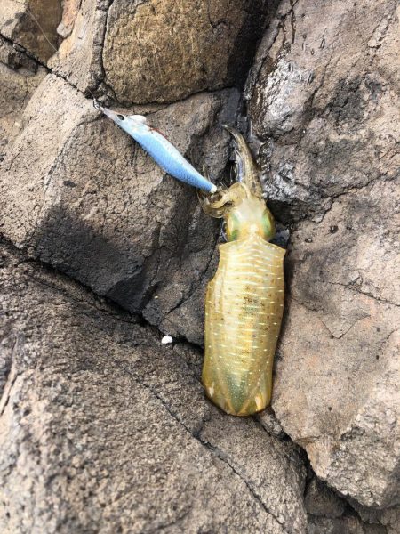 エギング　佐渡遠征④1日目