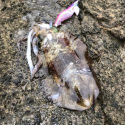 エギング　佐渡遠征④2日目