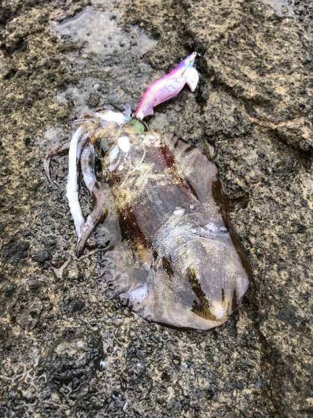 エギング　佐渡遠征④2日目