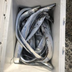 またしても寝坊からの太刀魚