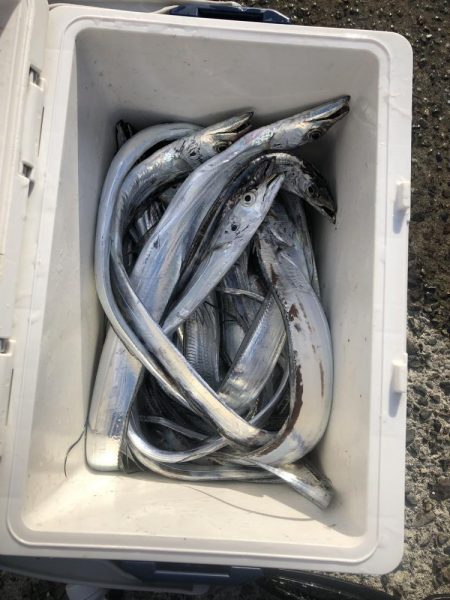 またしても寝坊からの太刀魚