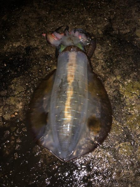 エギング　佐渡遠征⑤