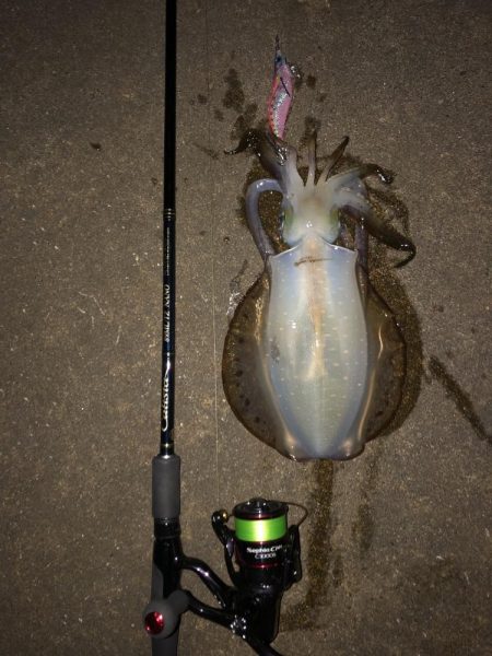 エギング　仕事帰り新潟市内釣行