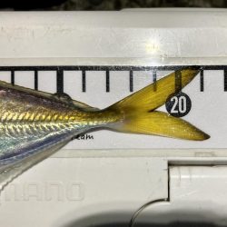 アジングイベント釣行