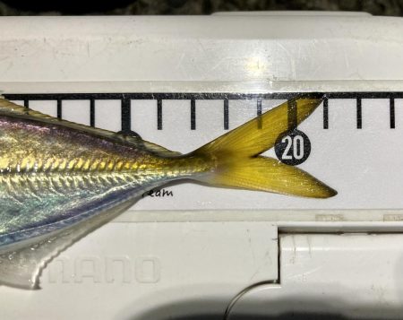 アジングイベント釣行