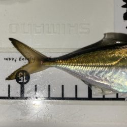 アジングイベント2