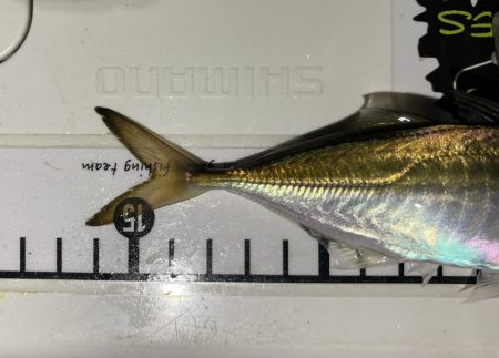 アジングイベント2