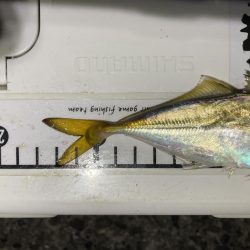 アジングイベント