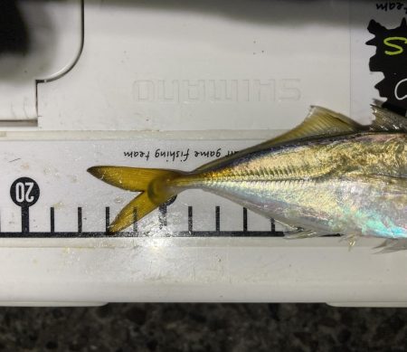 アジングイベント