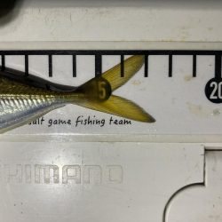 アジングイベント