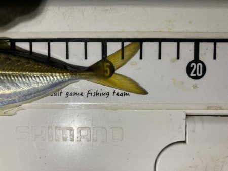 アジングイベント