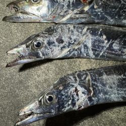 たっちゃうおあじ