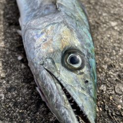 ★★青物祭に参加して来たら★★