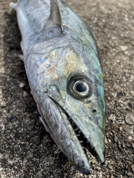 ★★青物祭に参加して来たら★★