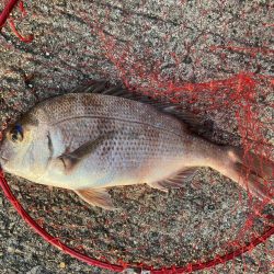 カゴ釣りで真鯛