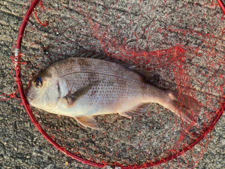 カゴ釣りで真鯛