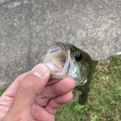 秋バスを求めて