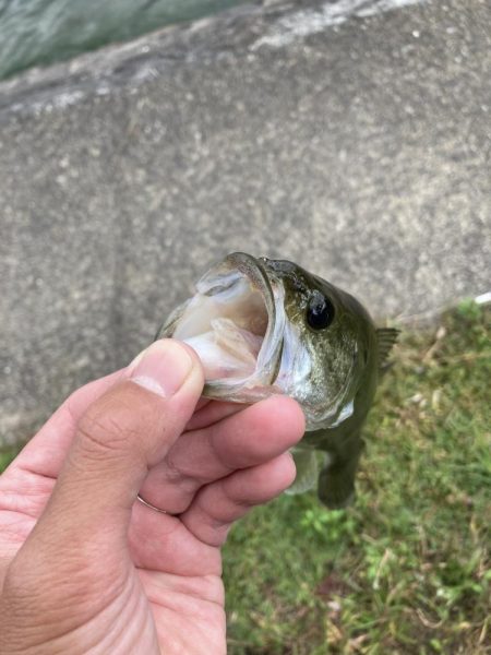 秋バスを求めて