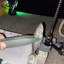 飛柳で豆アジ14匹