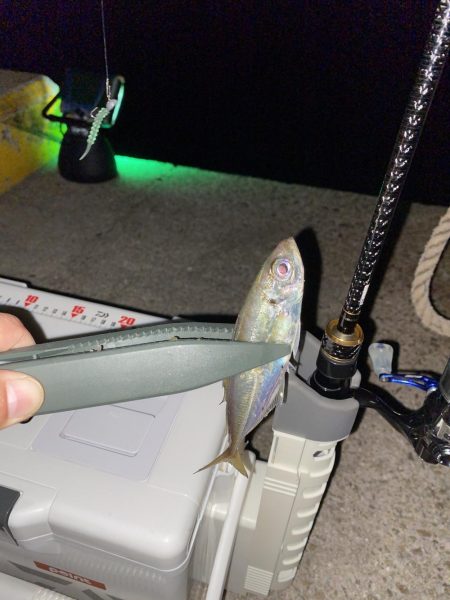 飛柳で豆アジ14匹