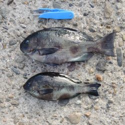 エビ撒き釣り　ミニセイゴばかり