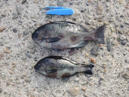 エビ撒き釣り　ミニセイゴばかり