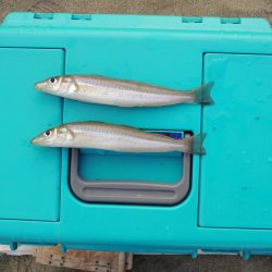 落ちギス釣り　ピンギス主体