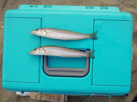 落ちギス釣り　ピンギス主体