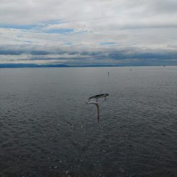 やっと、一匹！