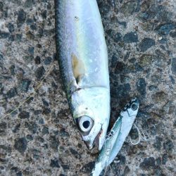 釣果情報に乗せられて・・・。