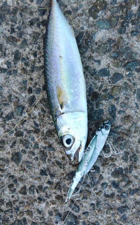 釣果情報に乗せられて・・・。