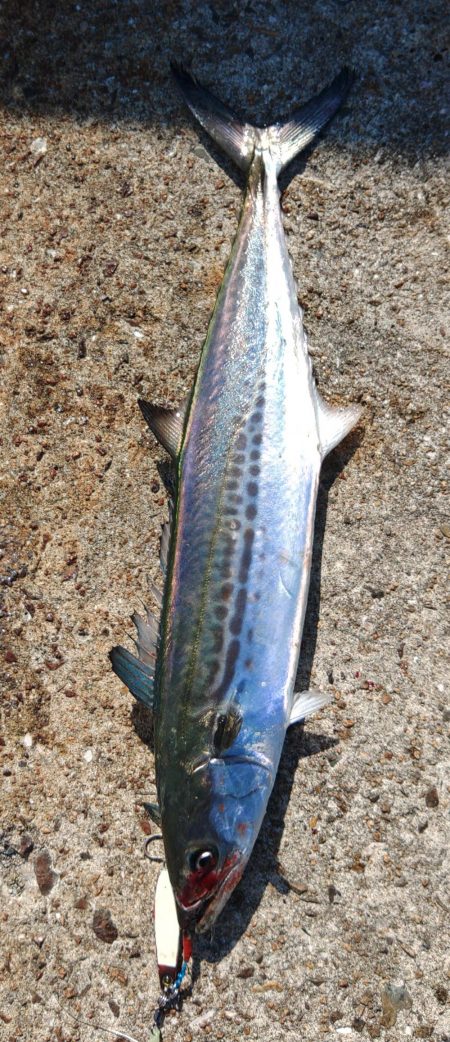 サゴシしか・・・