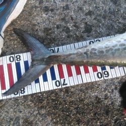 サワラにメジロ!今宵は宴じゃー