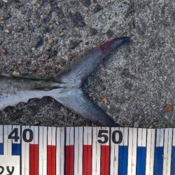 チャレンジ参加２回目投稿