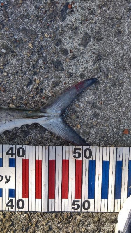 チャレンジ参加２回目投稿