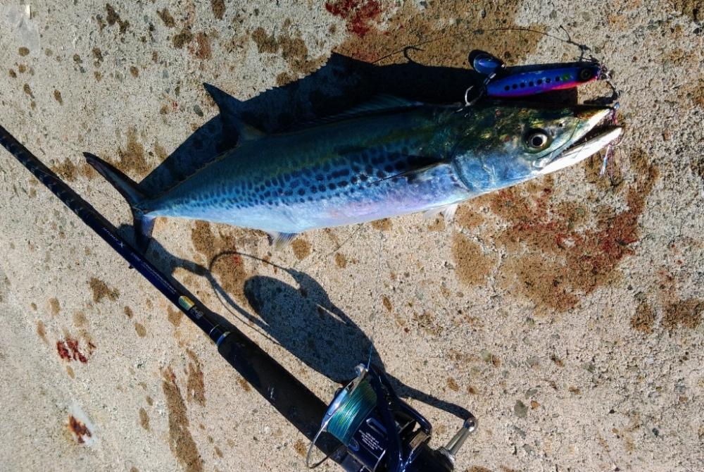 ぶらショアジギー！！