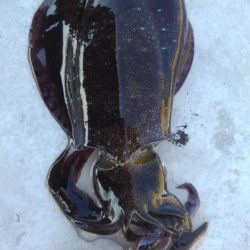 仕事サボってエギング(笑)