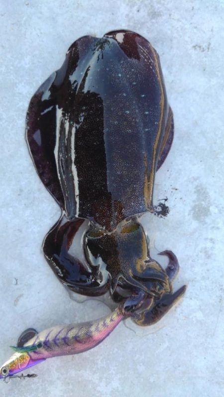 仕事サボってエギング(笑)