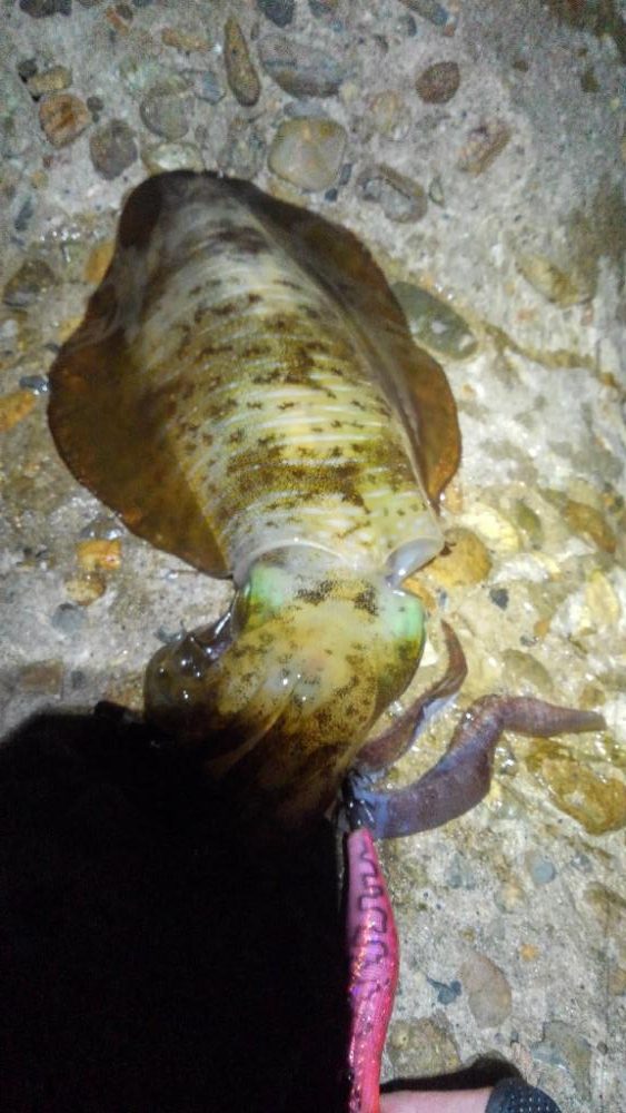 エギングに行くもロッド破損