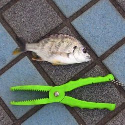 1年ぶりぐらいでフカセをやりました