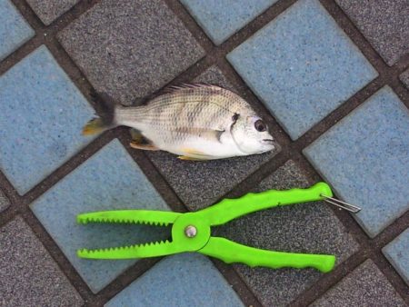 1年ぶりぐらいでフカセをやりました