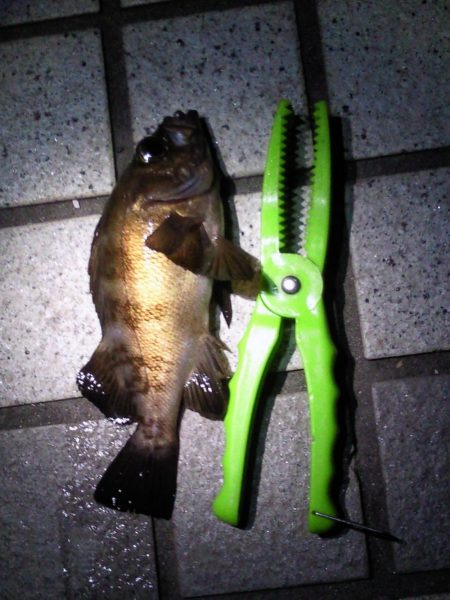 アジングで釣れました。