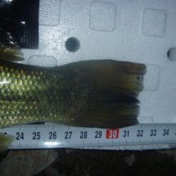 10月バス　その２