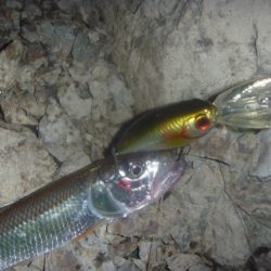 10月の淡水魚 その２