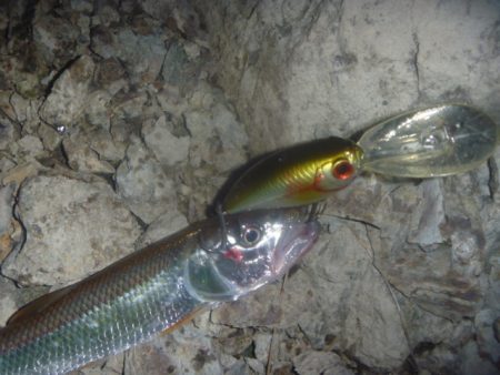 10月の淡水魚 その２