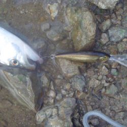 秋の淡水魚釣り