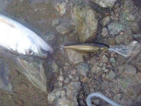 秋の淡水魚釣り