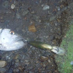 シャッドで淡水魚