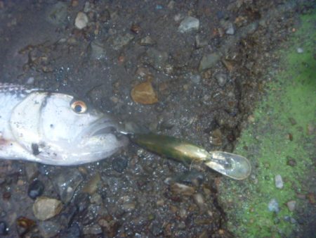 シャッドで淡水魚